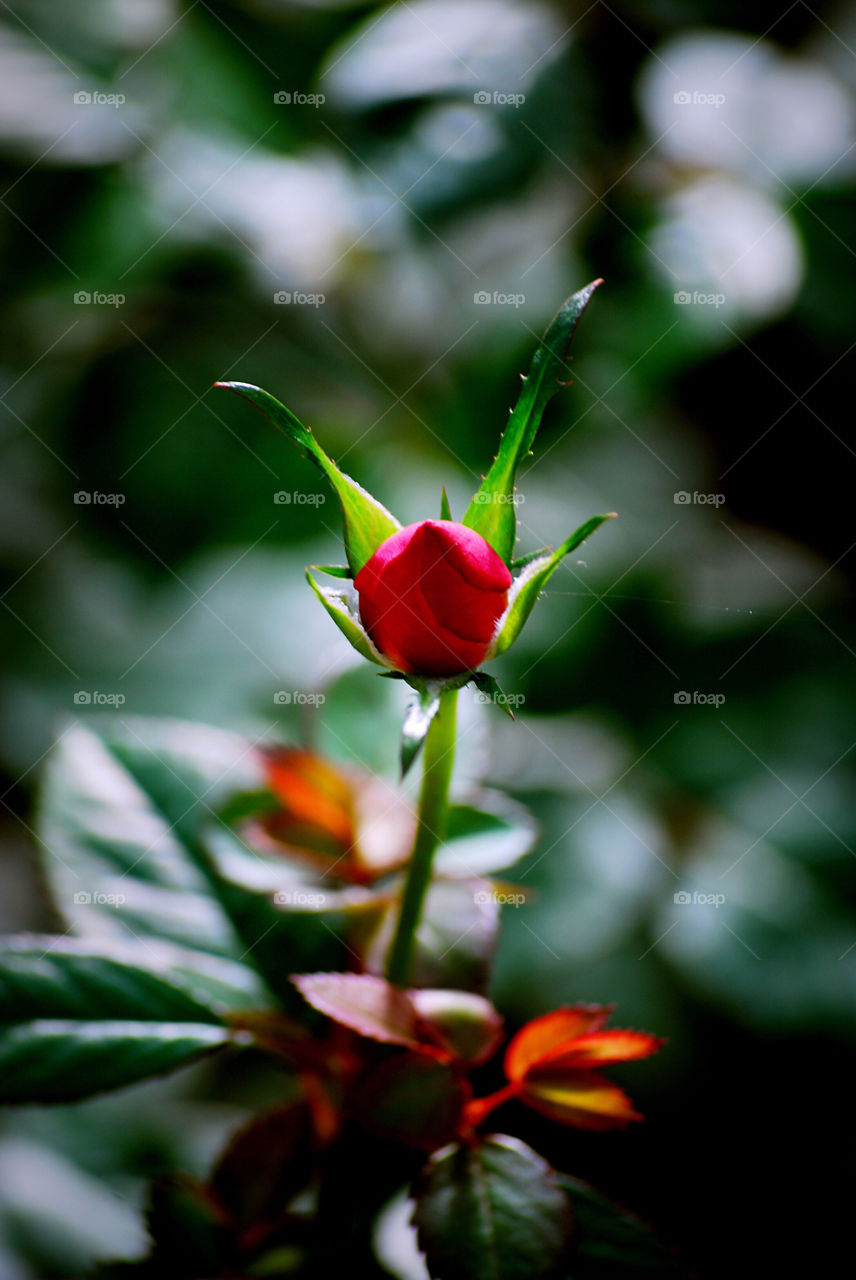 The mysterious rose bud