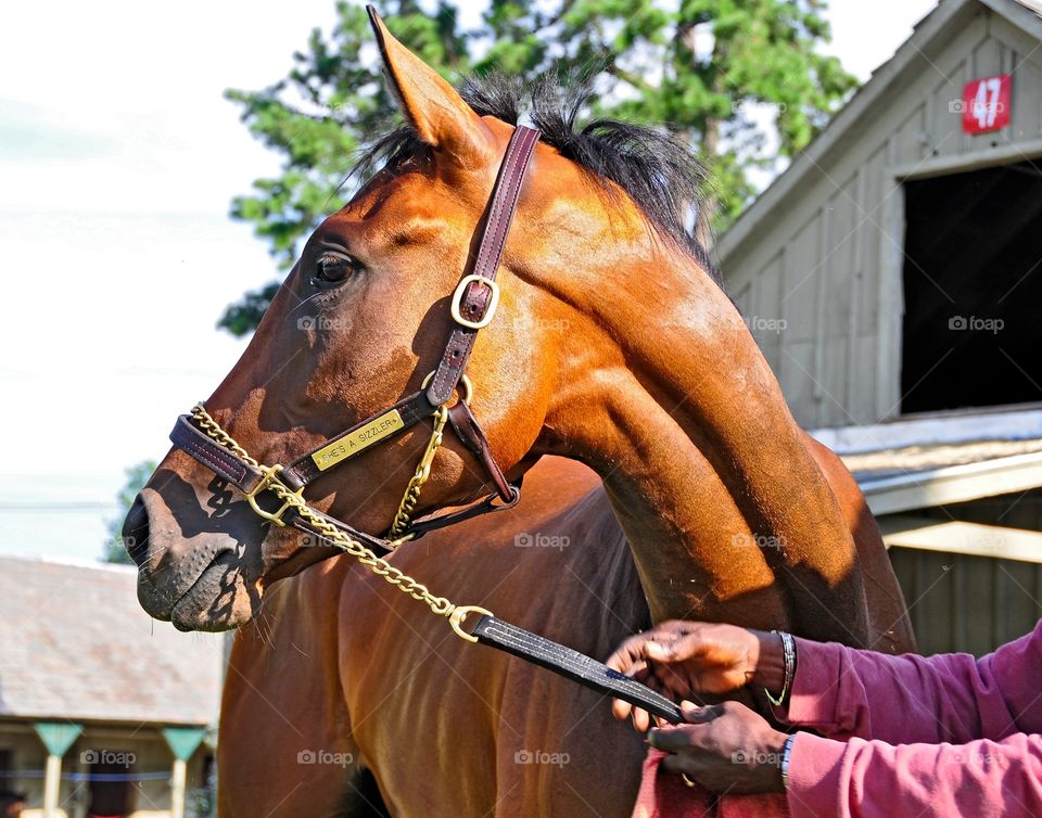 She's a Sizzler. Early morning at Horse Haven near the Oklahoma training track at Saratoga. This bay 2 yr old filly poses for the camera 