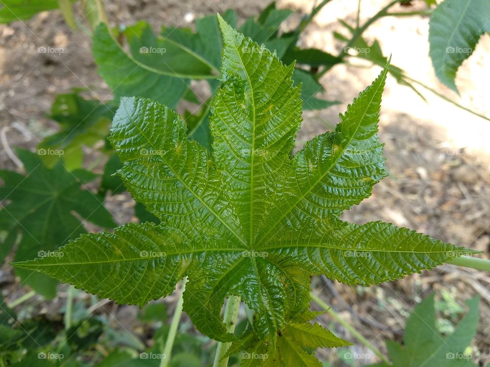 different type of leaf