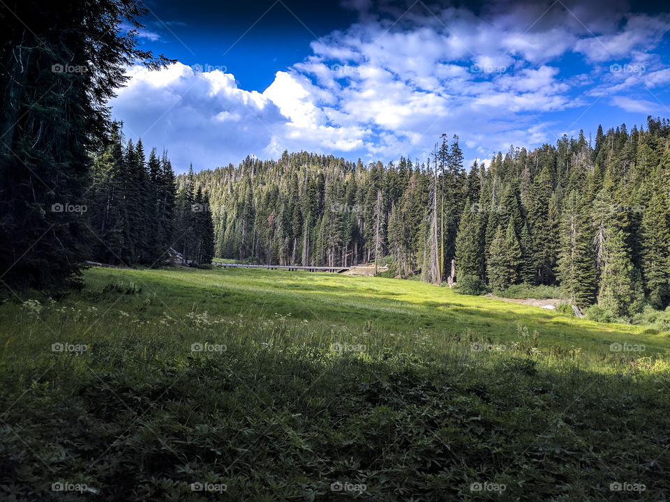 California, sequoia national Park