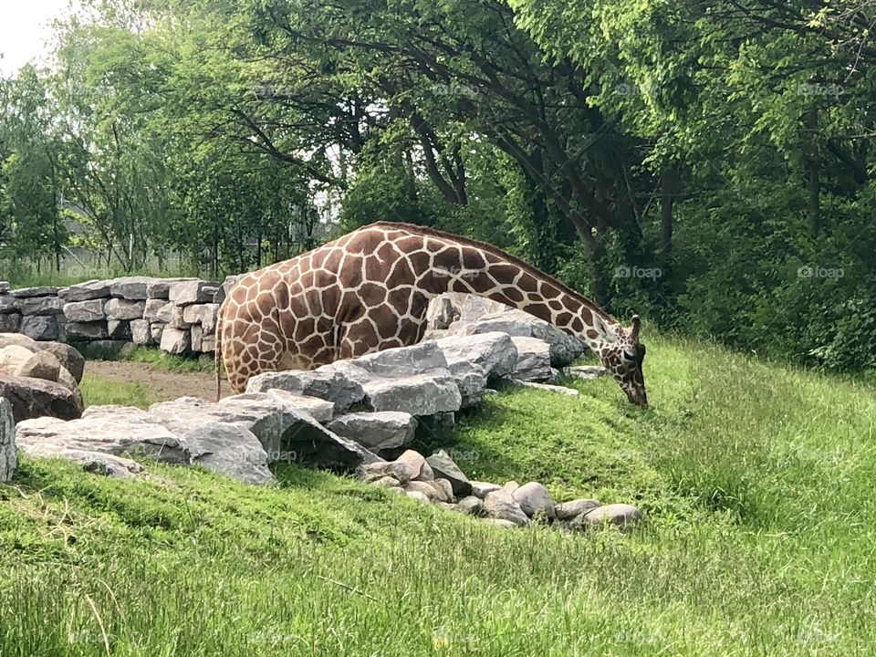 Detroit Zoo