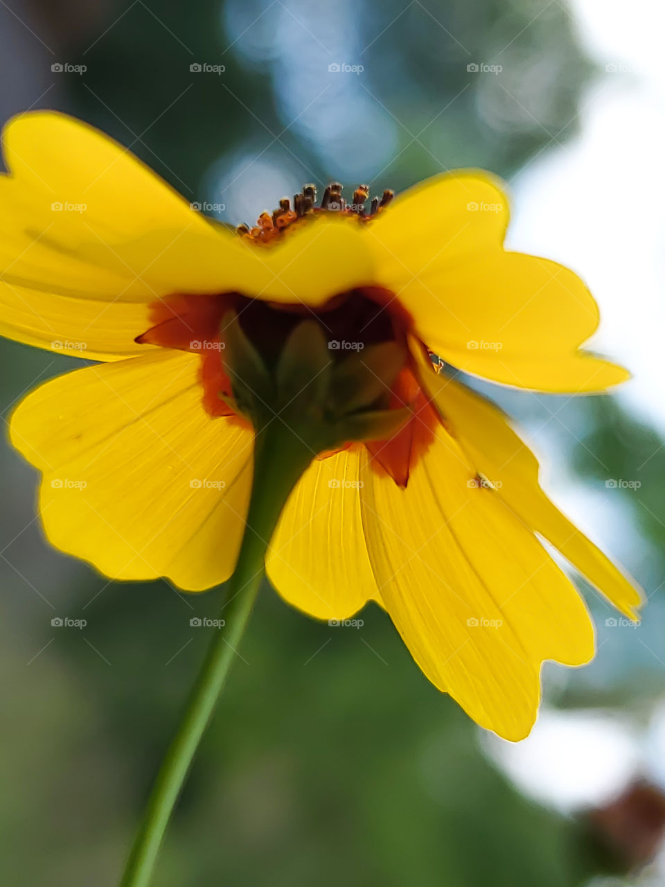 The beauty of a wild and colorful coreopsis flower from the perspective from the ground up. Imagine this perspective as what an insect like an ant or a caterpillar sees before climbing up it's stem.
