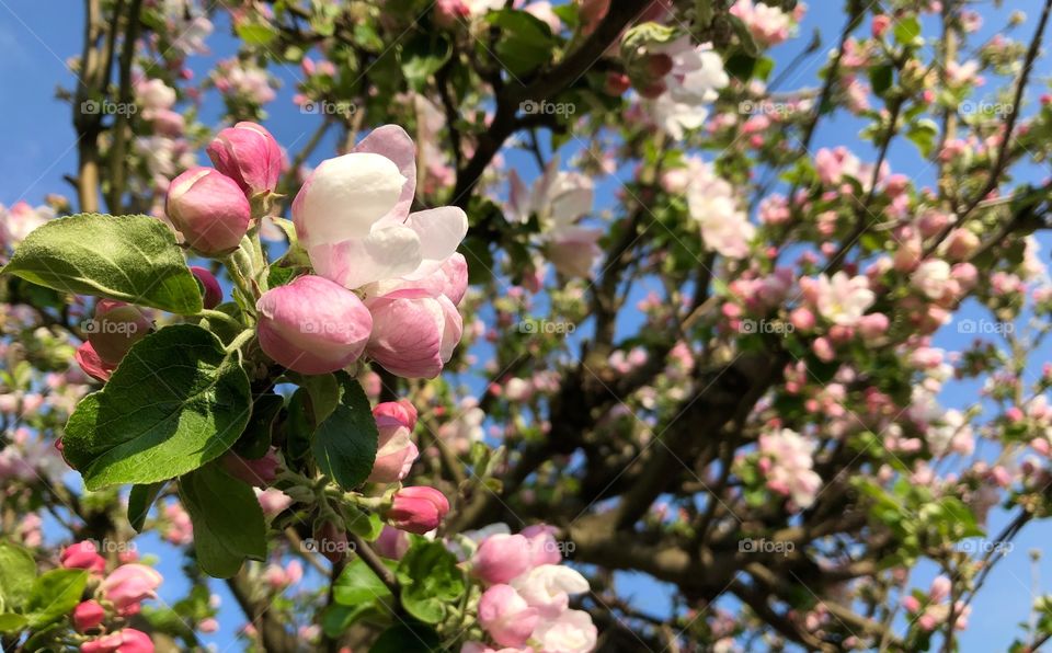 Cherry blossom, spring, Sweden