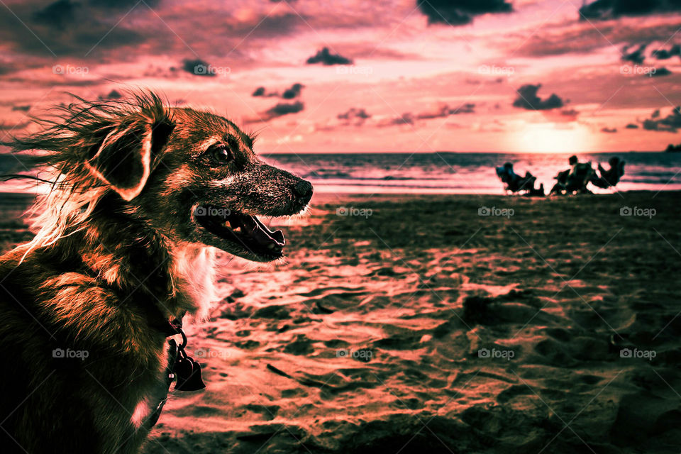 Dog at the beach during sunset.