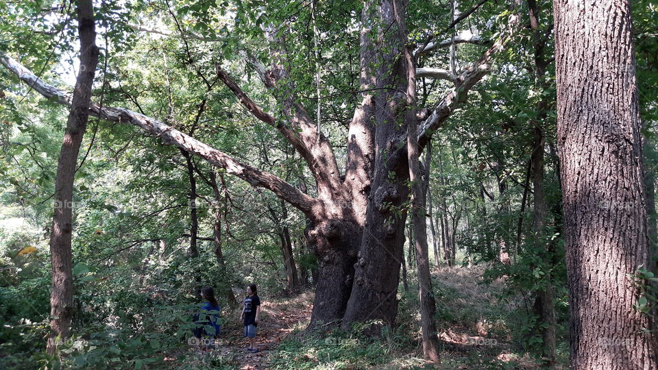 Wood, Tree, Landscape, Nature, Leaf