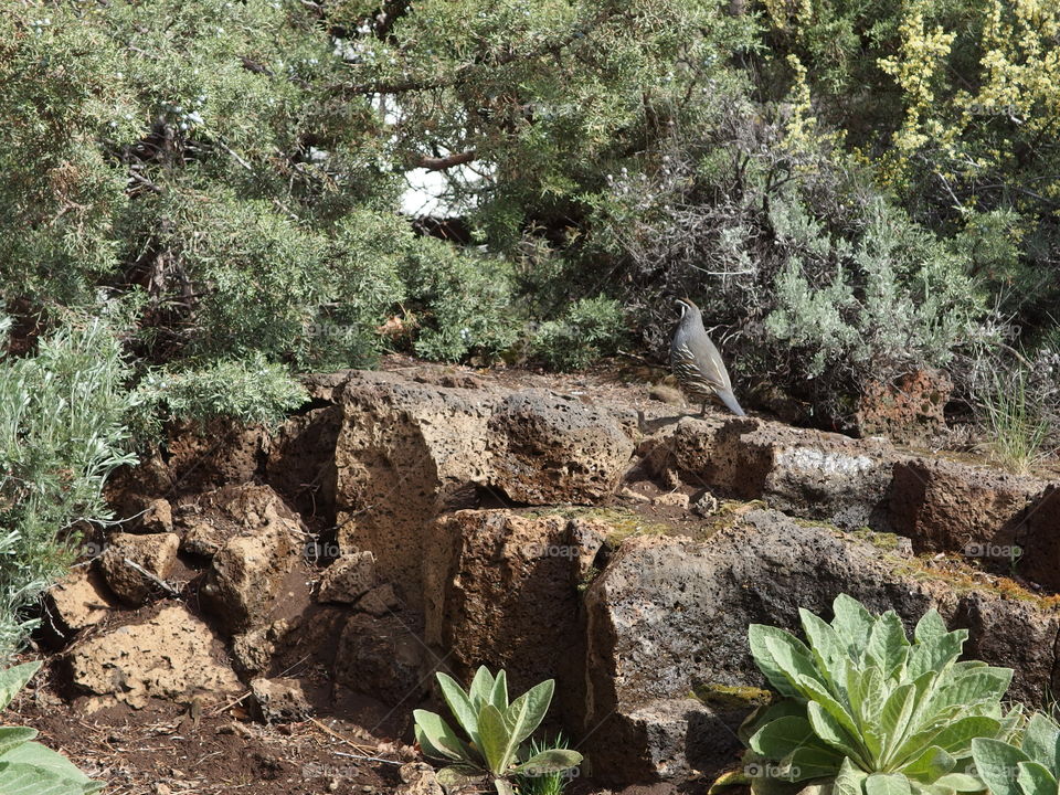 A California Quail walks along porous rocks surrounded by juniper trees in Central Oregon landscaping on a sunny day. 