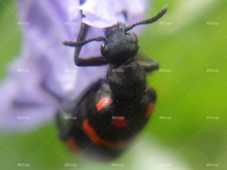 black beetle with red strip
