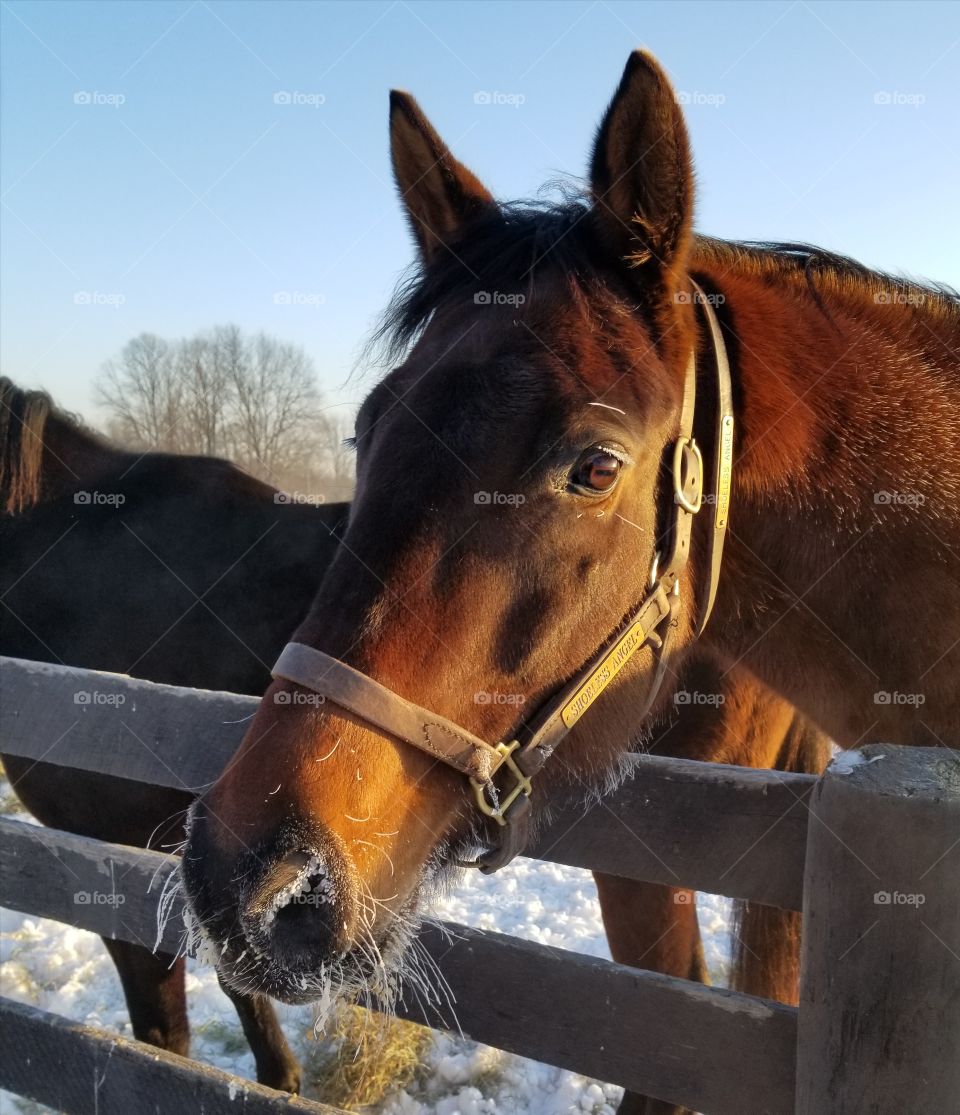 Mammal, Horse, Farm, Pasture, Cavalry