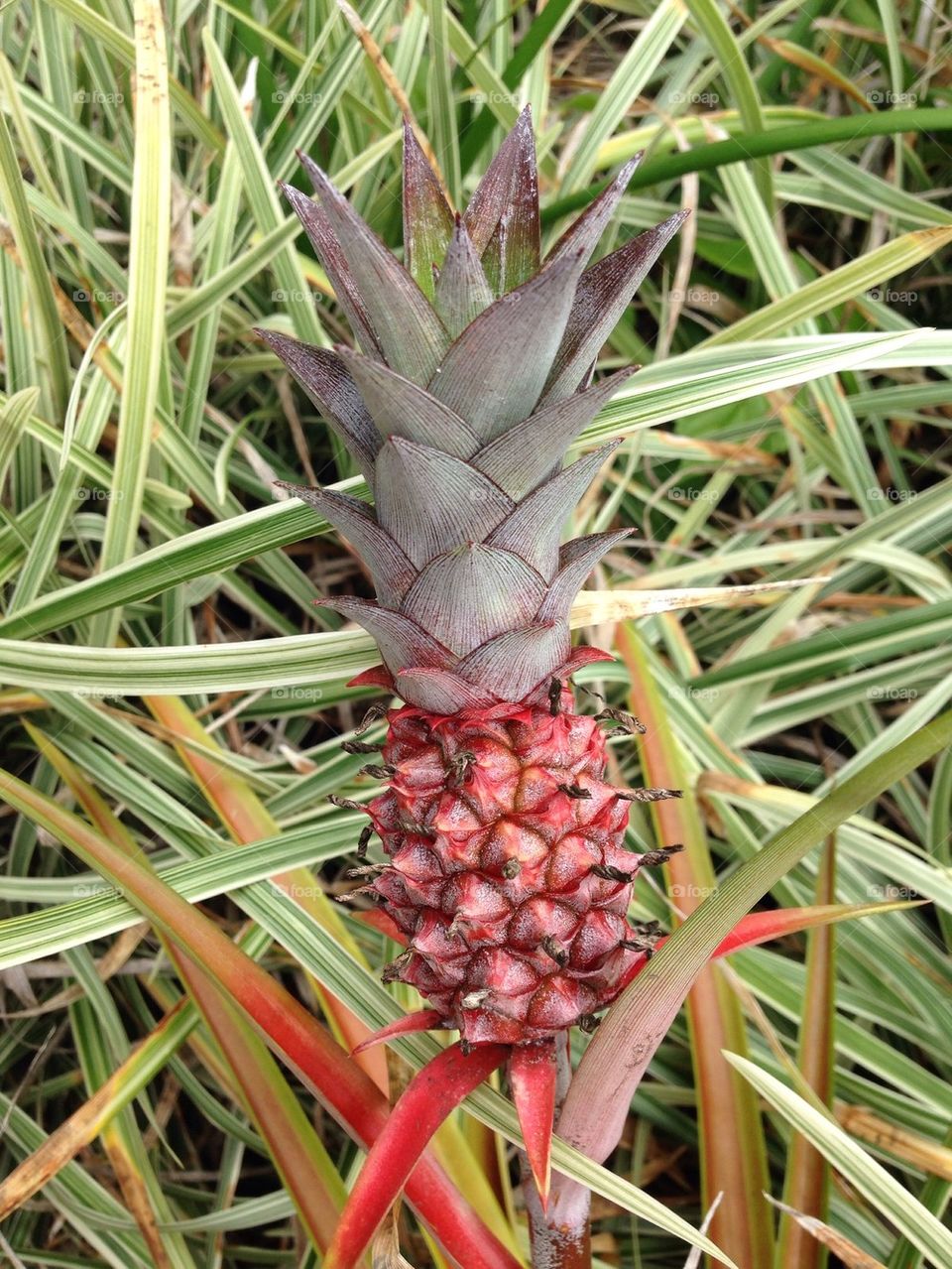 Baby Pineapple 