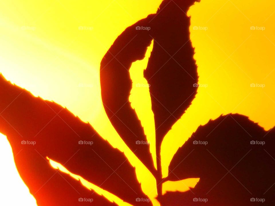 kaputtes Blatt im Herbst