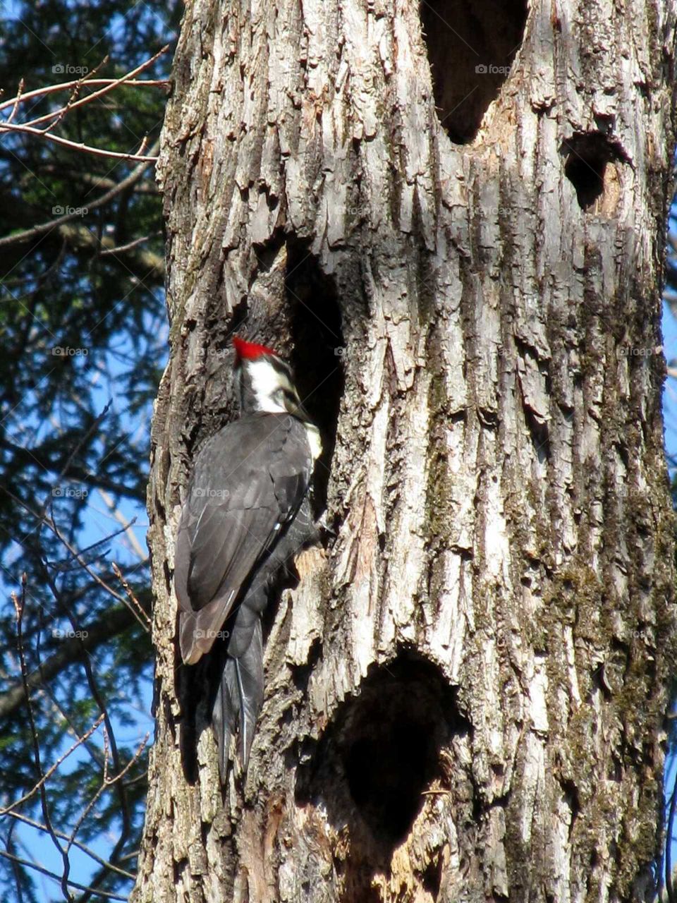 Pileated Woodpecker