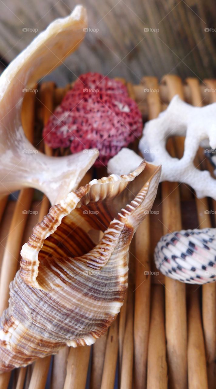 Seashells on wicker