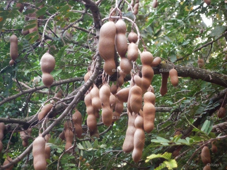 Tamarind tree