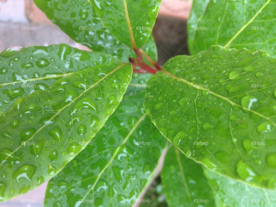  Raindrops on The tree