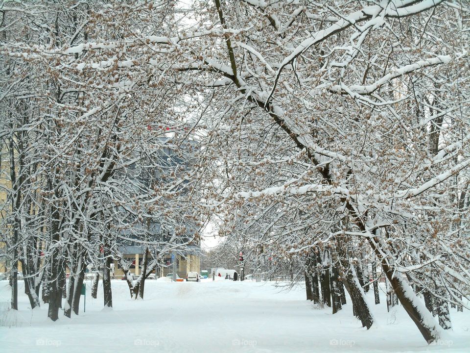 Winter, Snow, Frost, Cold, Frozen