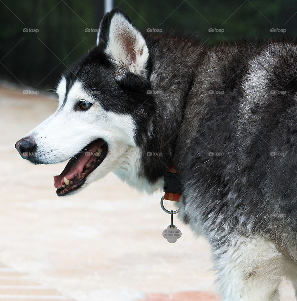 Close-up of husky