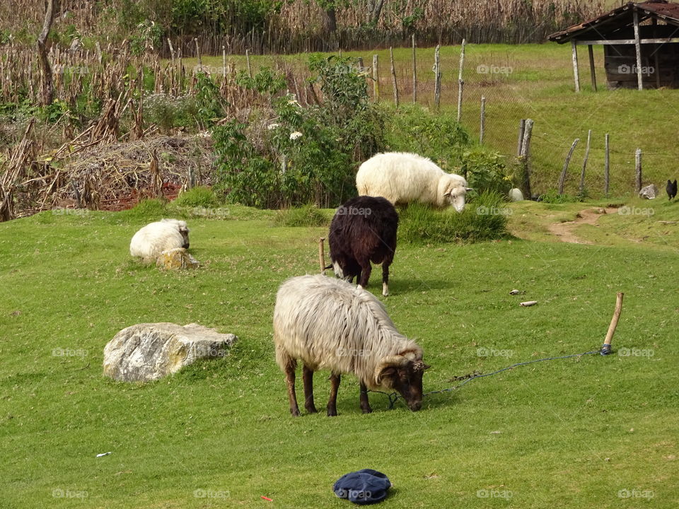 sheeps eating