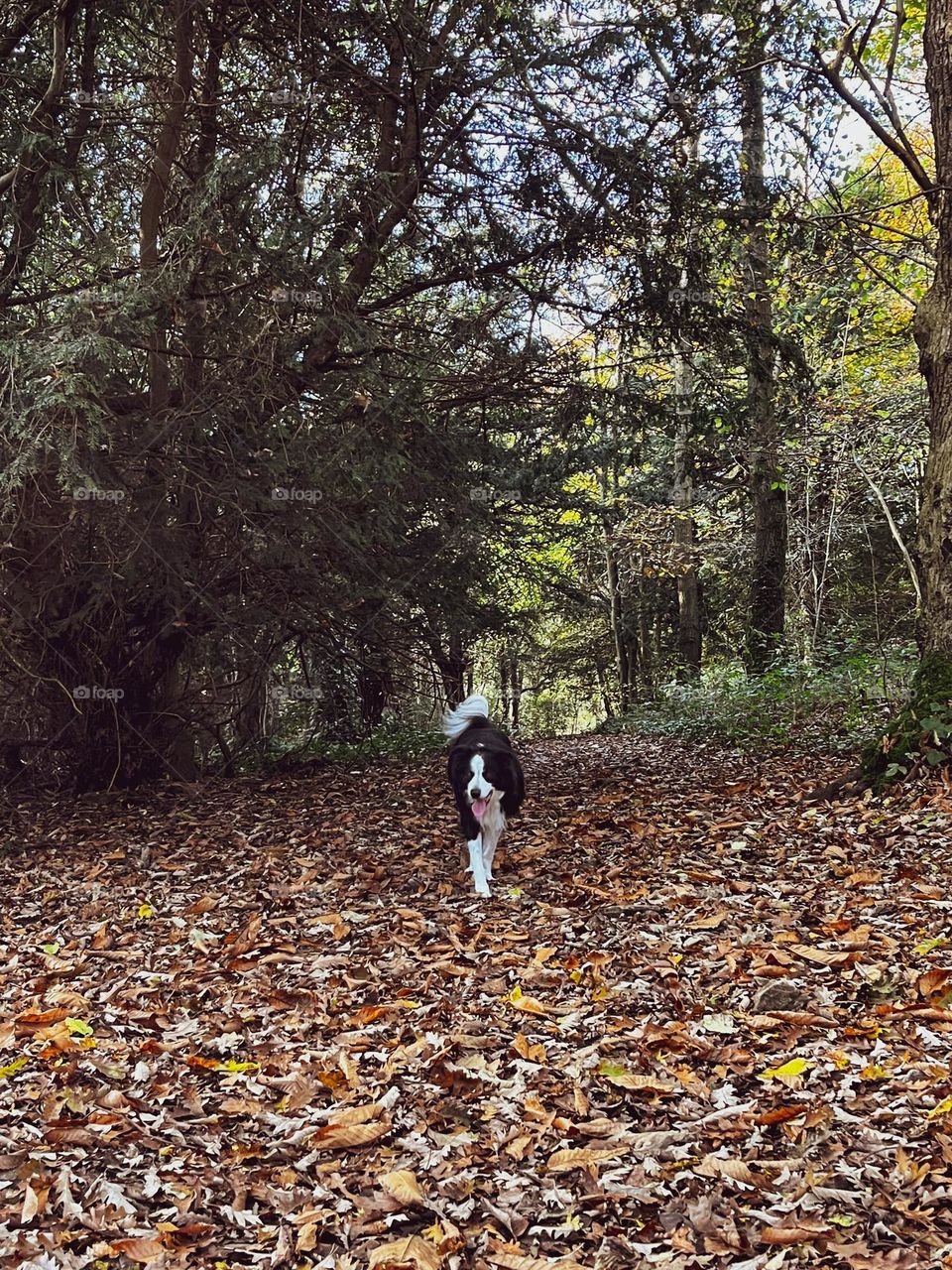 Black and white border collie on a autumn day