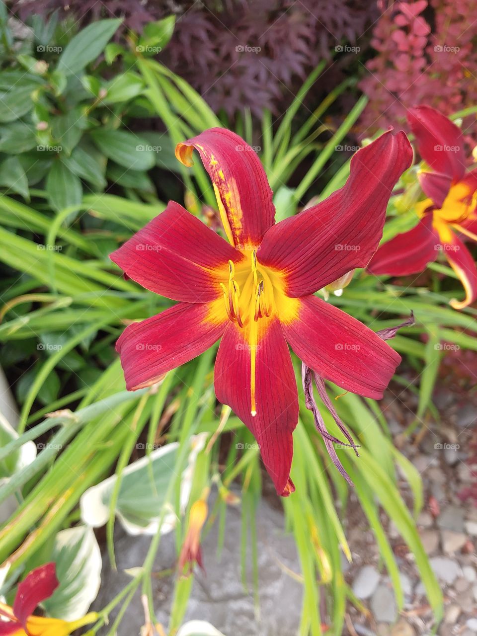 Day Lily1
