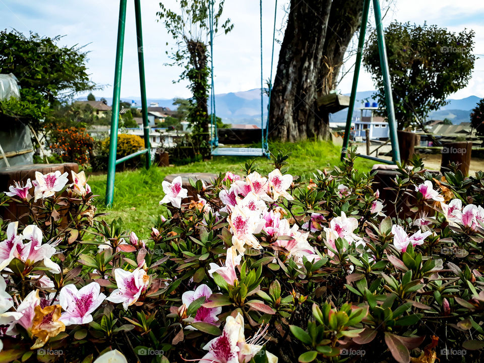 Beautiful flowers blooming in the garden