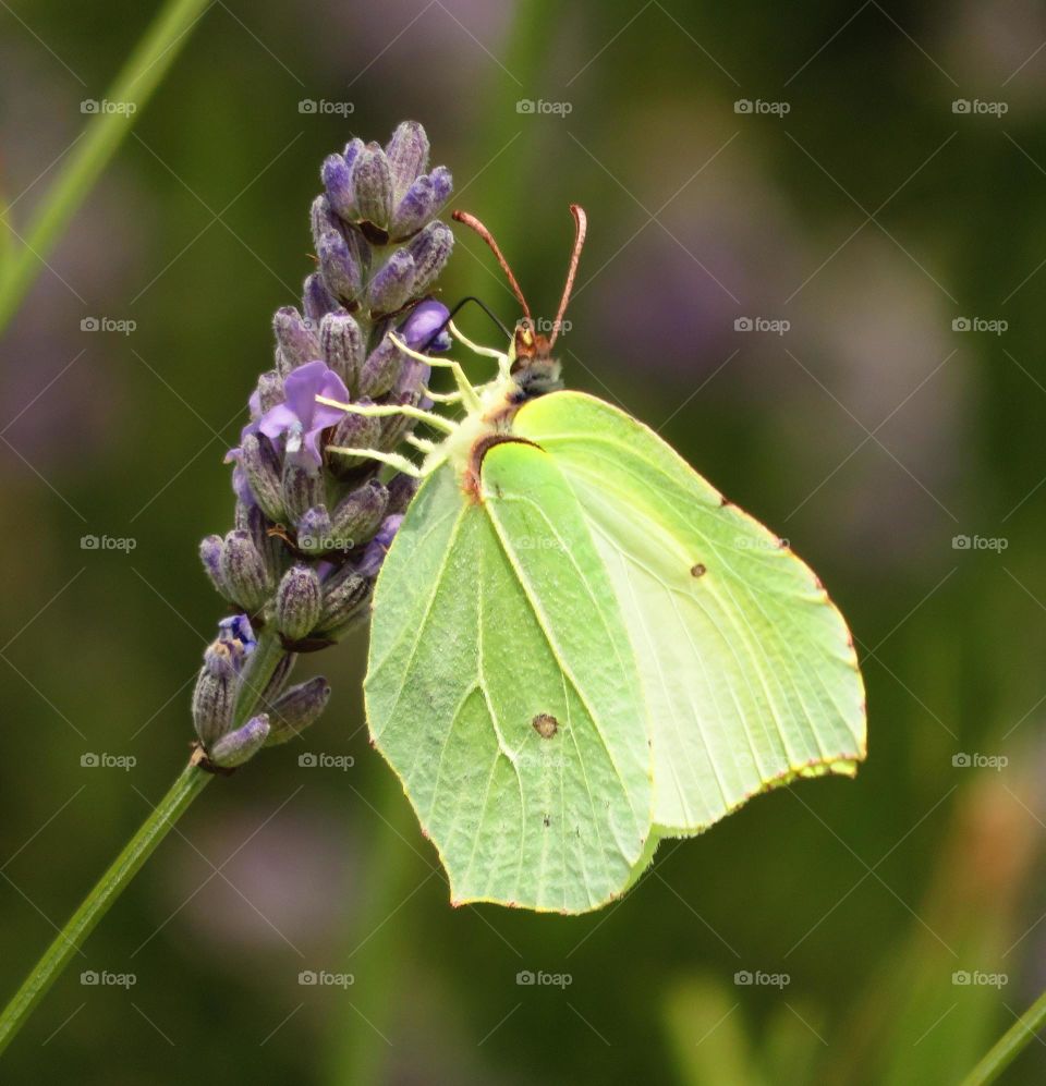 Green color story