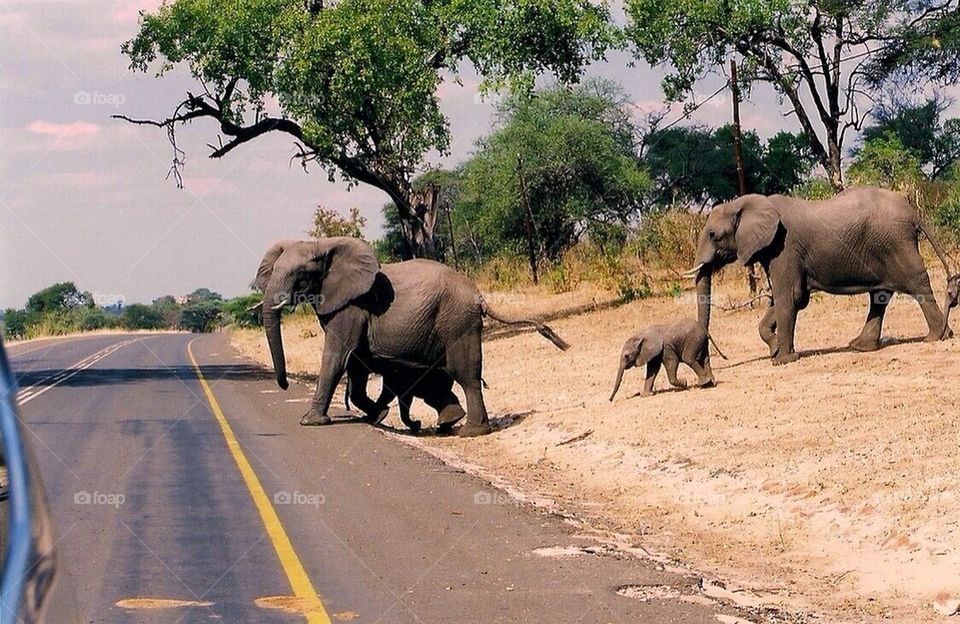 Why did the elephants cross the road?