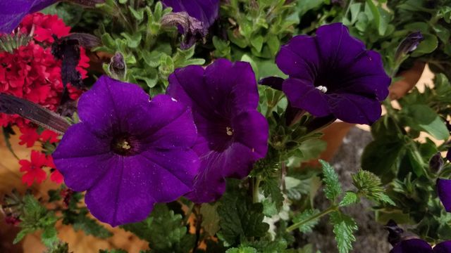 Violet loveliness