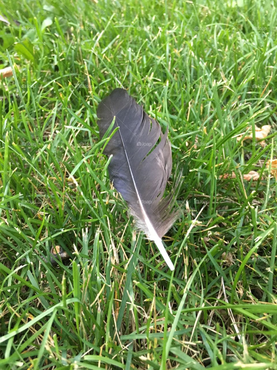 Feather 