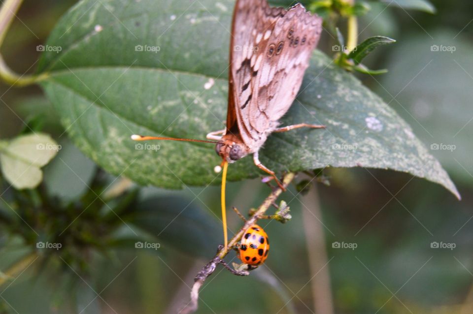 Butterfly and Ladybug 
