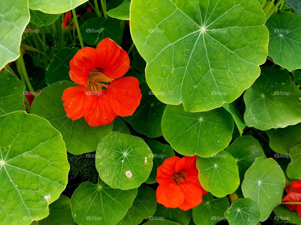 nasturtium