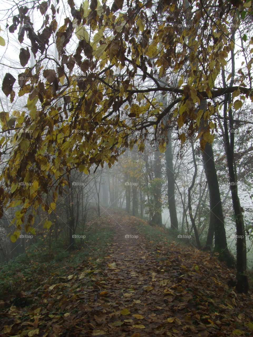 fall along the bank of the creek