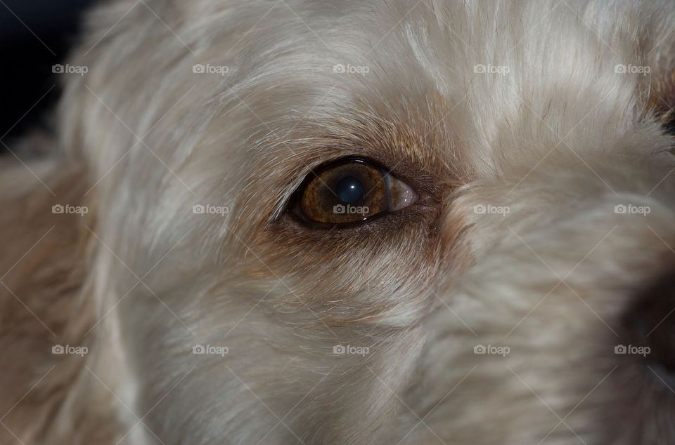 macro dog eye pet by resnikoffdavid