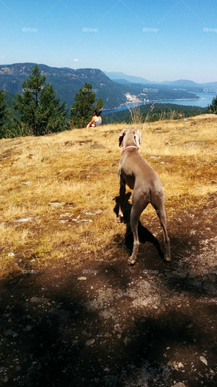 Weimaraner at hill with woman hiker