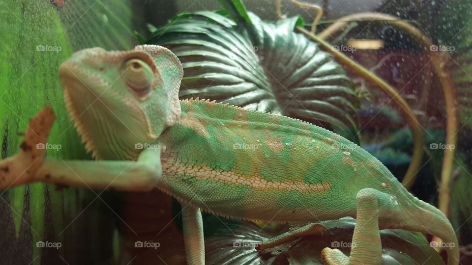chameleon reaching out