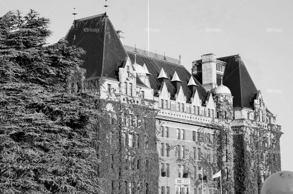 Ivy covered building. Photo taken in Canada.  Large building, Windows, black and white with ivy.