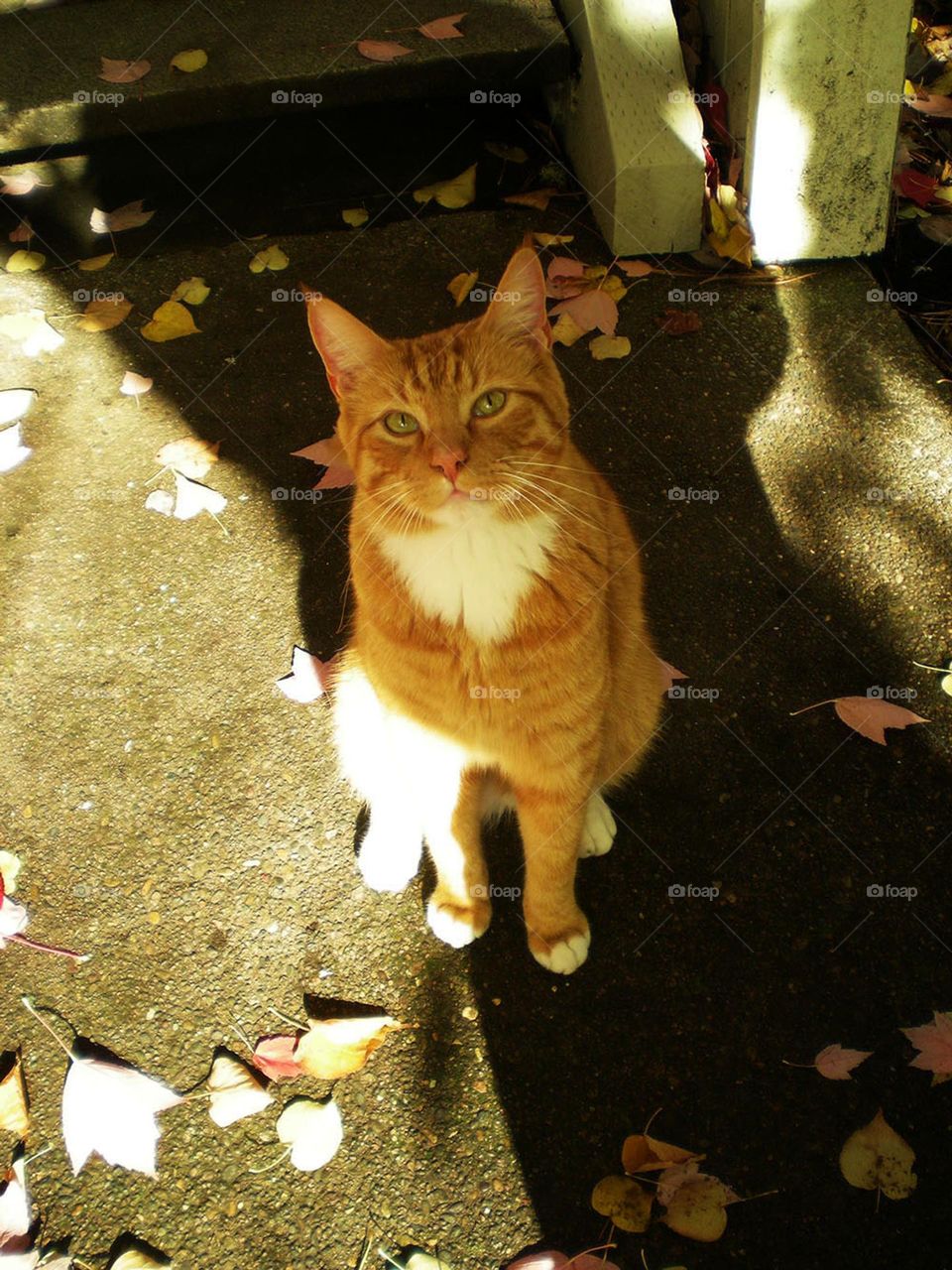 orange cat sitting outside on Autumn day in Oregon