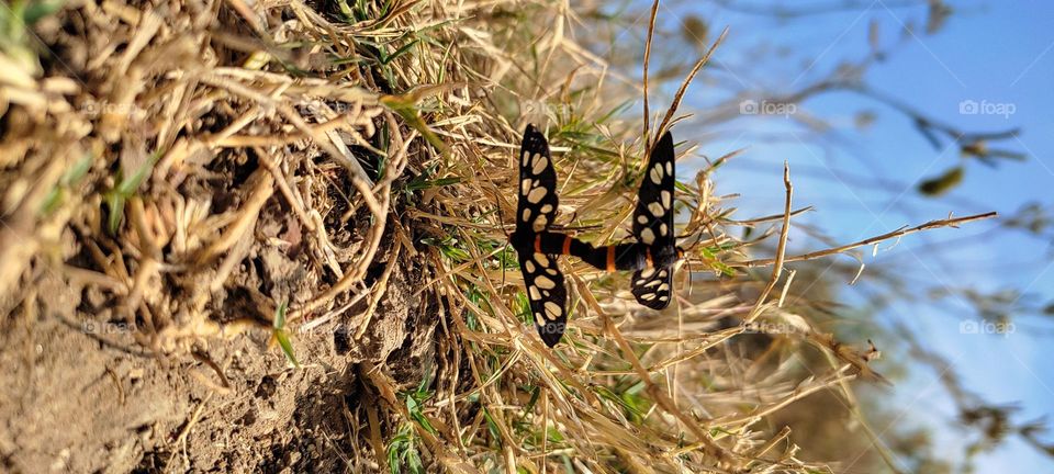 matting rituals of the "Nine-spotted moth"