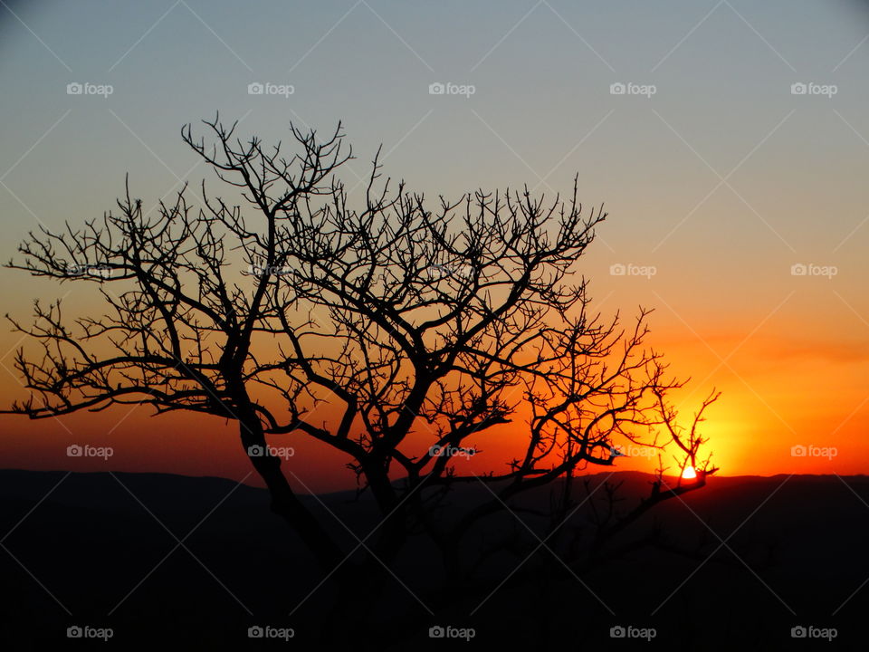 Acacia Tree of the Hluhluwe Game Reserve with a breathtaking sunset.