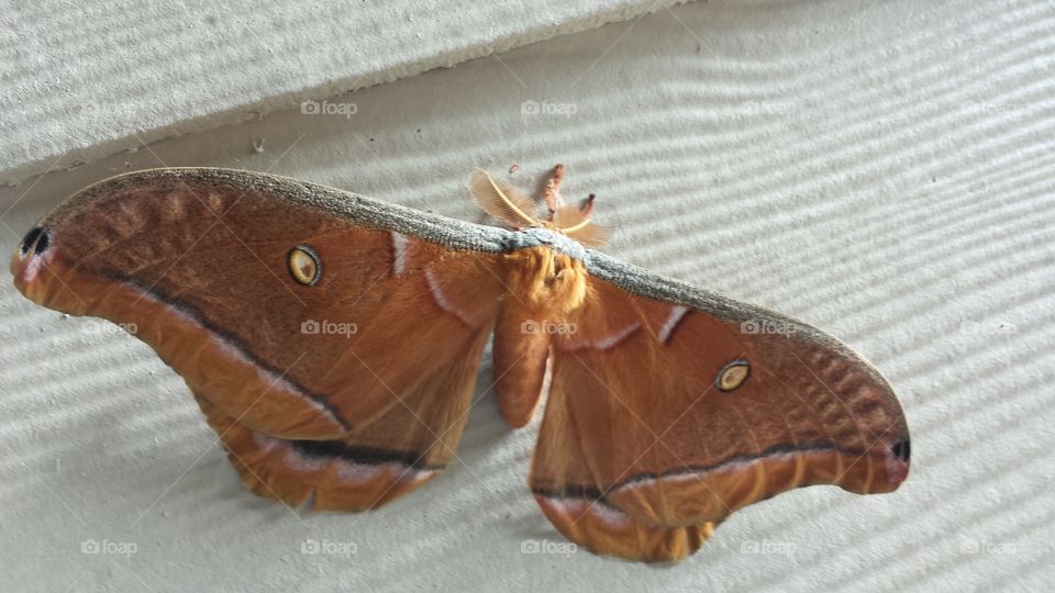 Giant Moth Brown