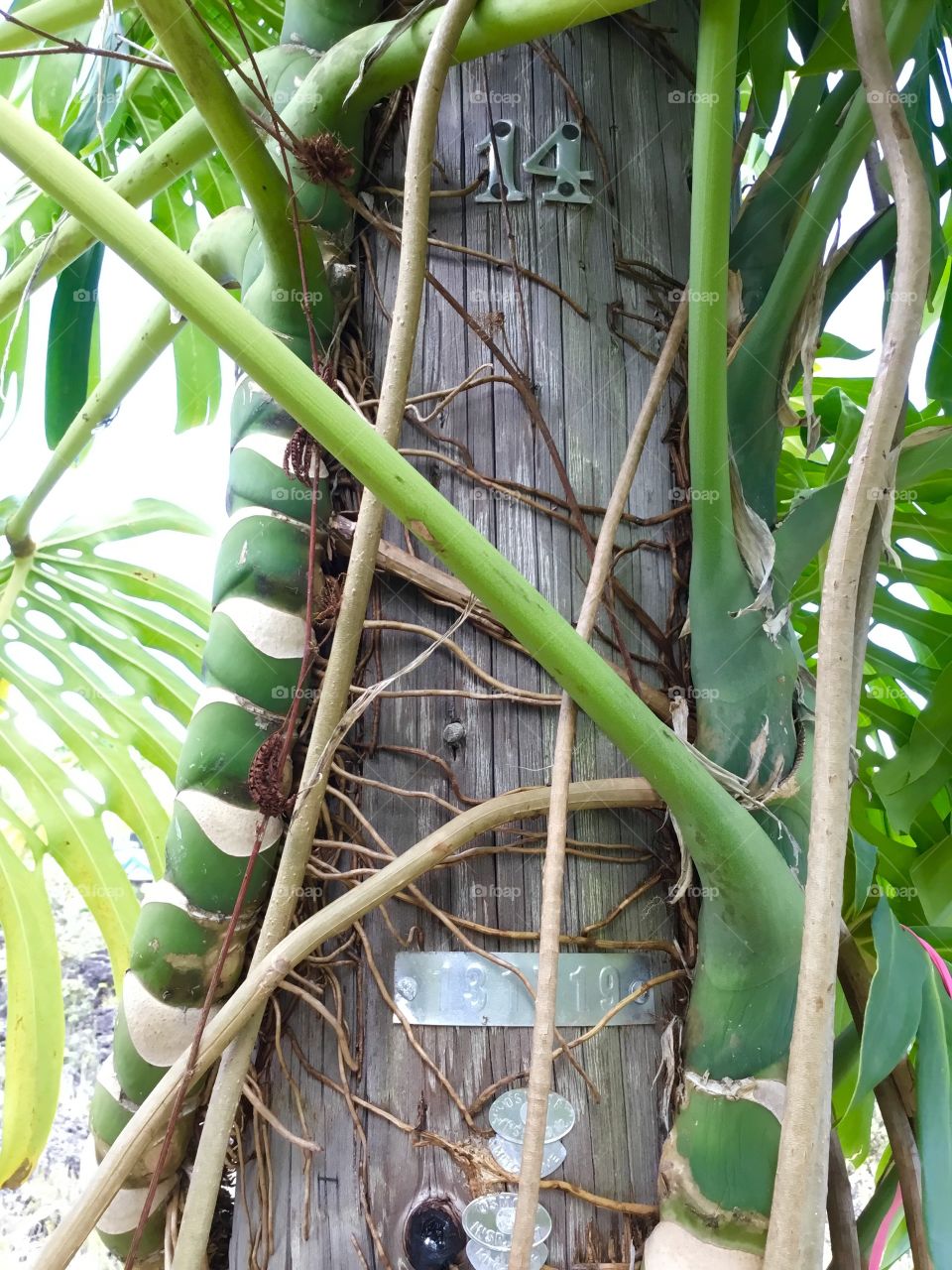 Utility pole in Hawaii - nature fights back.