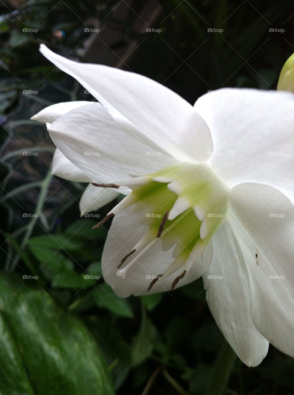 flower white plant tropical by evelovelee