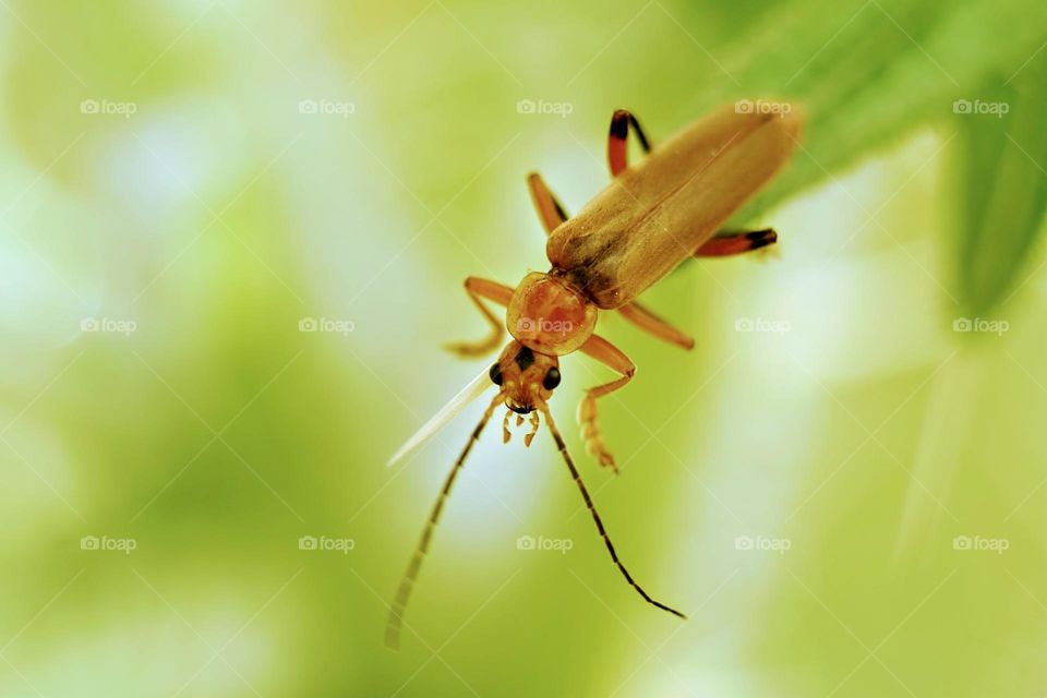 redbrown insect with long antennas on plant in a green environment close-up macro picture