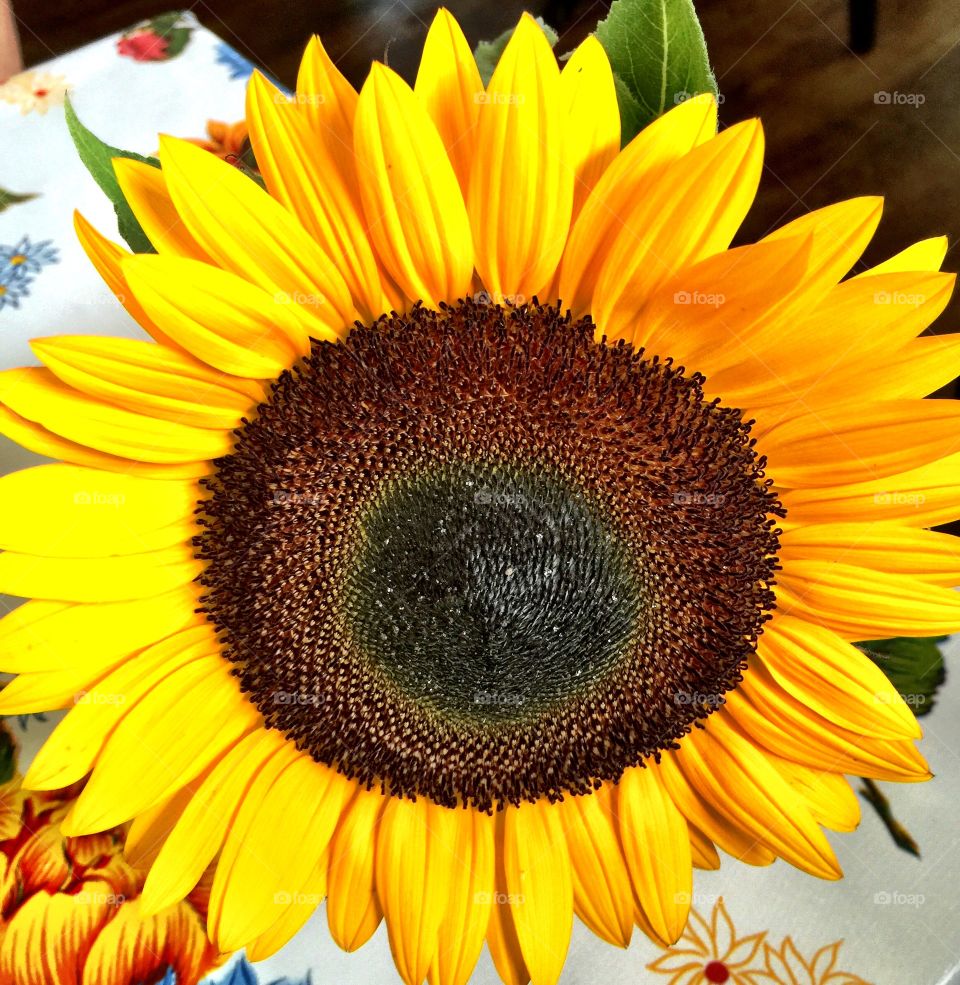 Closeup off large bright yellow sunflower
