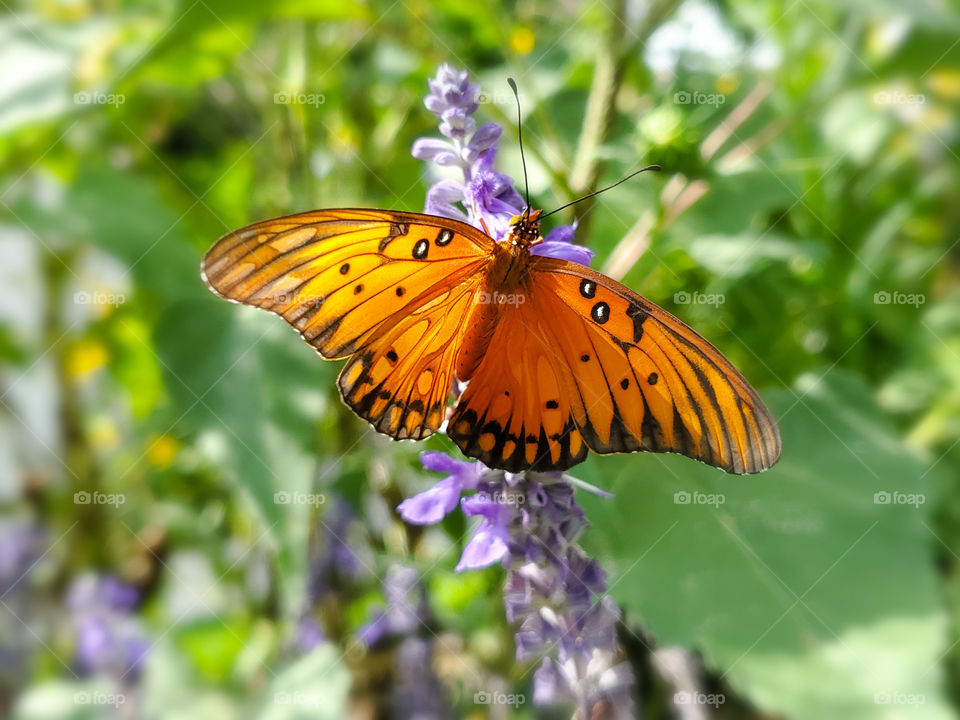 The beautiful Gulf Fritillary Butterfly on a purple mystic spires flower with it's wings fully expanded with a hint of sunlight illuminating its beautiful orange color.