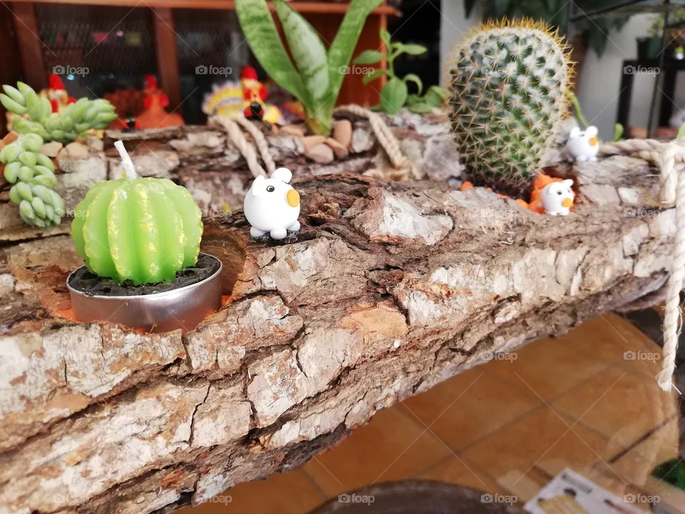 Cactus