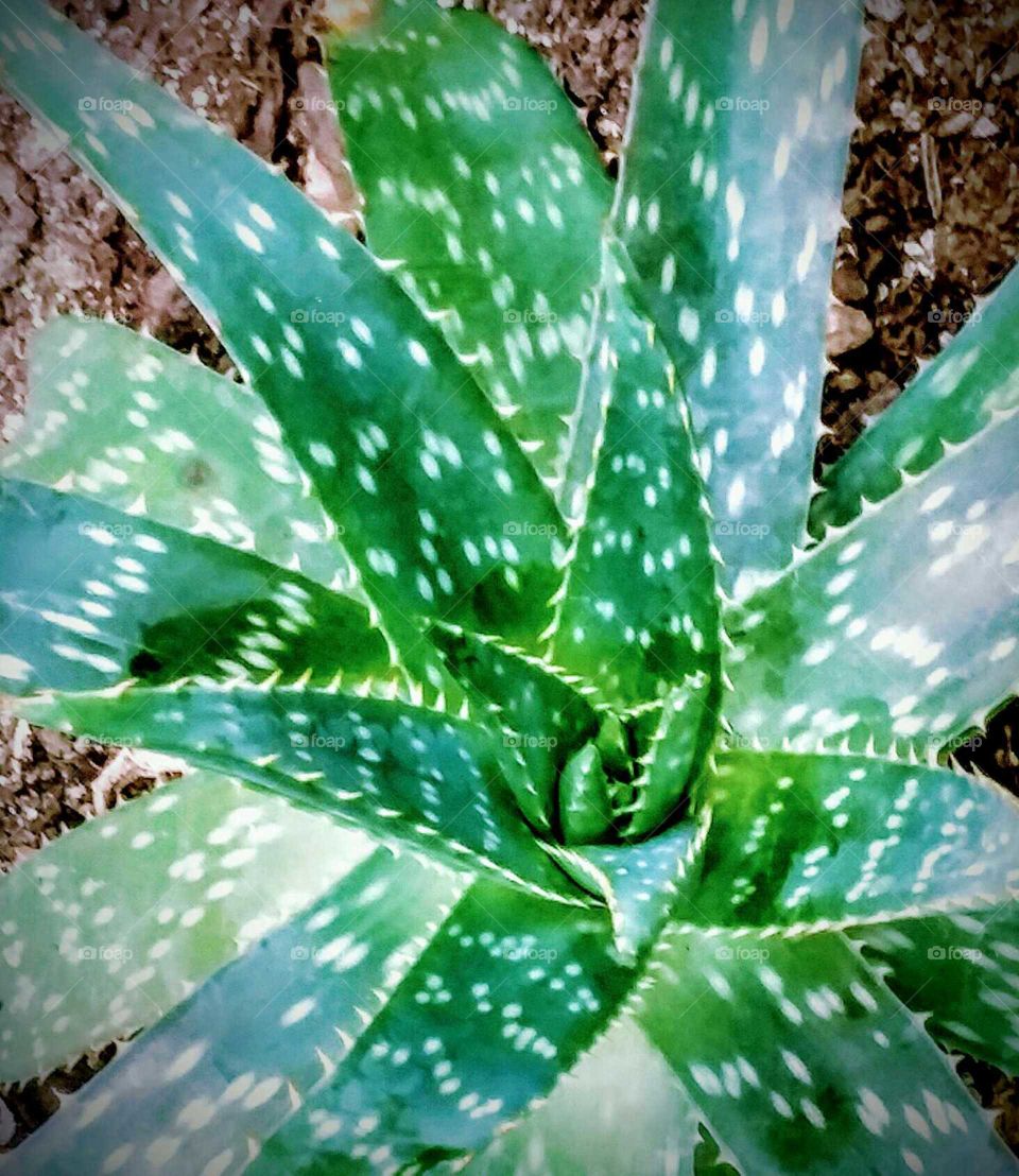 Palma Succulent
