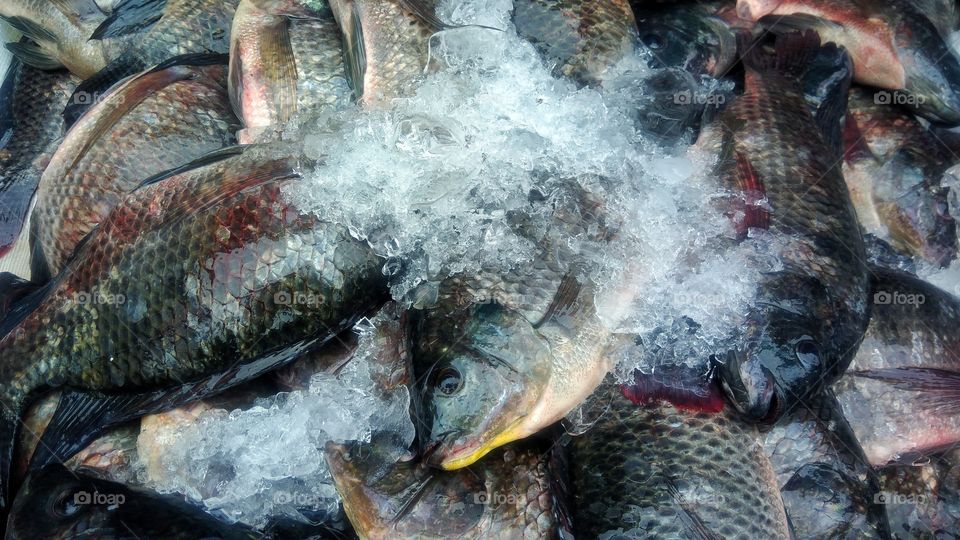 Tilapia Fresh Fish Ready to Sell