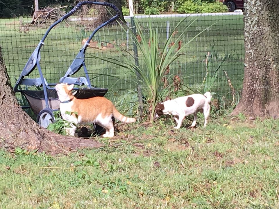Out in the back yard Tom looking up into a tree at a bird and Gizmo sniffing around.