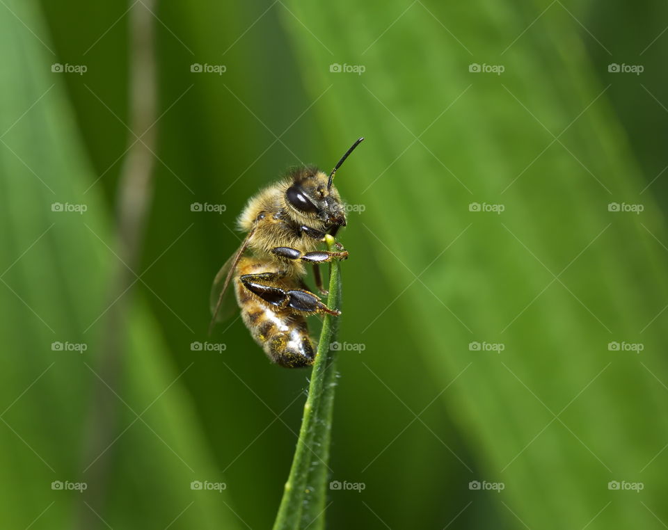 Bee on a blade of grass