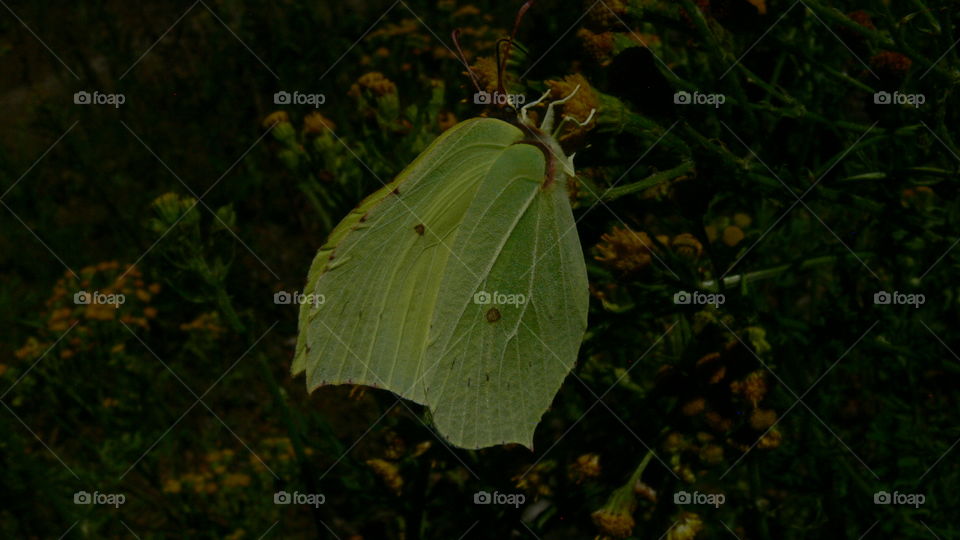 Schmetterling auf einer Blume